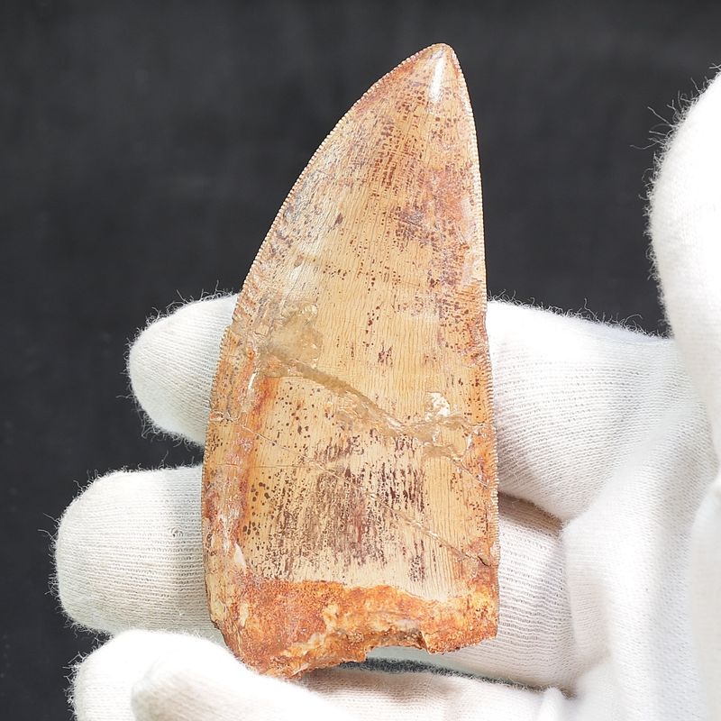 Carcharodontosaurus Tooth  (8,5 cm)