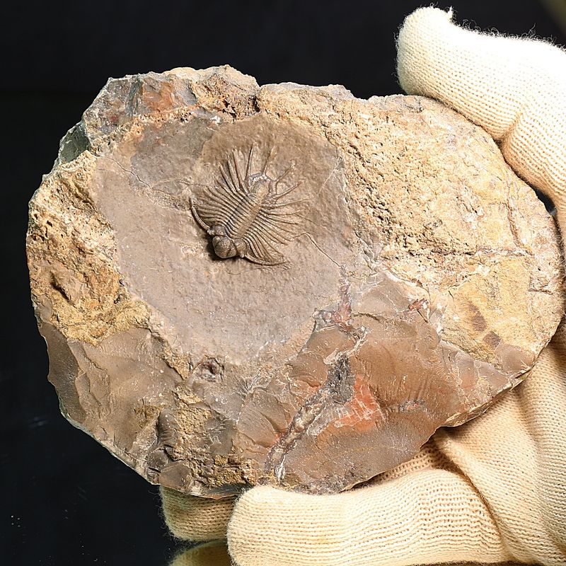 Sold, Spiny trilobite Acanthopyge from Morocco.