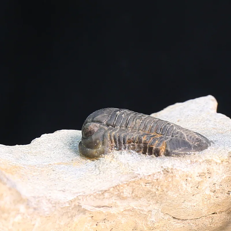 Belgian Trilobite Gerastos Lessensis from Couvin.