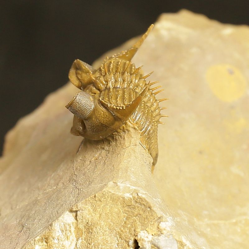 Erbenochile erbeni Trilobite – Tower-Eyed Devonian  (4 cm)