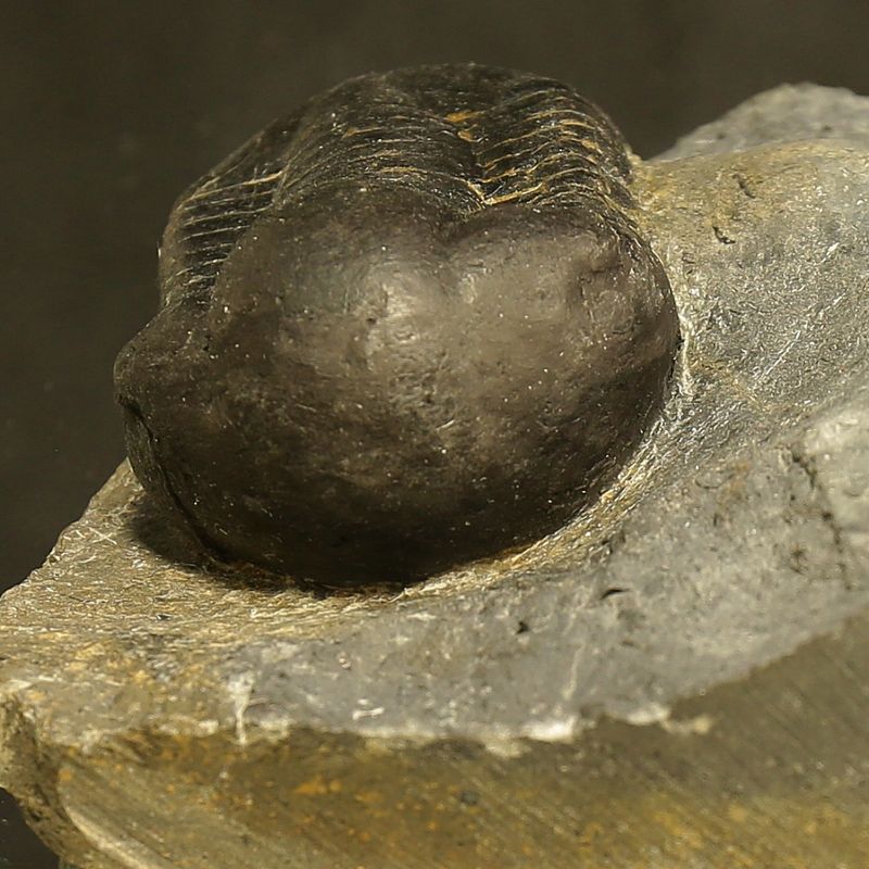 Sold! Illaenus sarsi Trilobite