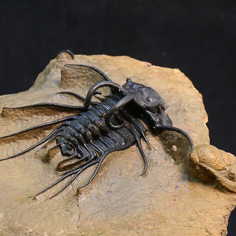 Dicranurus monstruosus Trilobite – Spectacular Spined Devonian Fossil