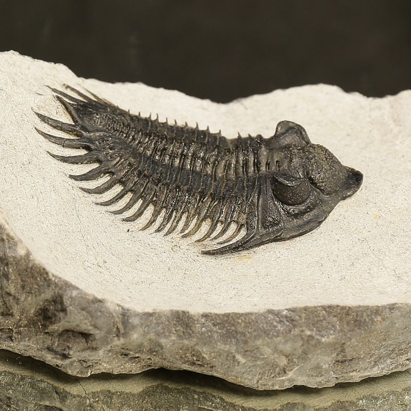 Reserved! Saharops Trilobite – Spiny Asteropyginae from Morocco (7 cm)