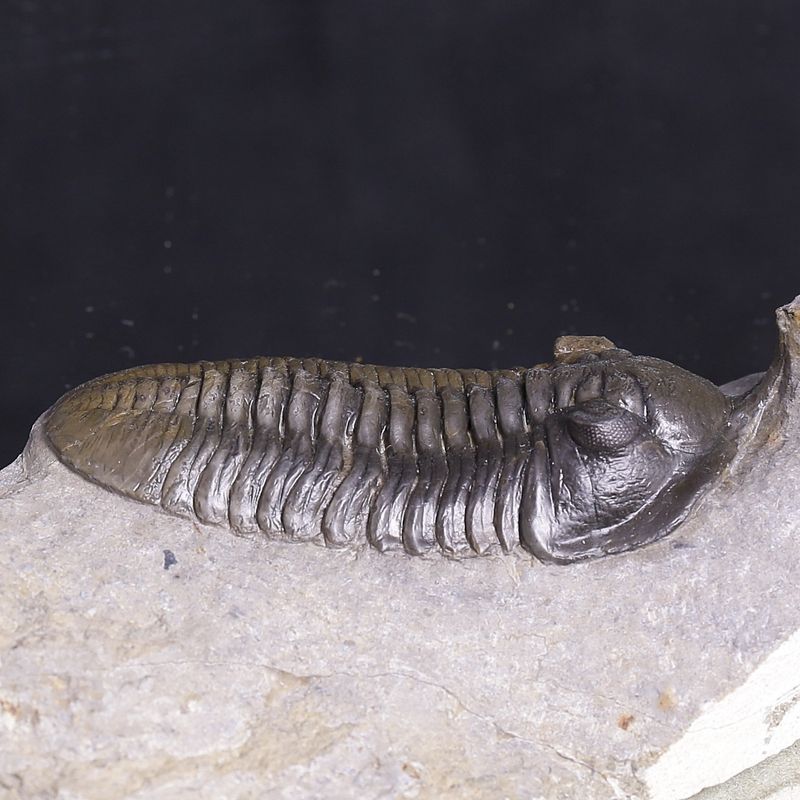 Morocconites Trilobite – “The Rhinoceros of Trilobites” (Morocco)