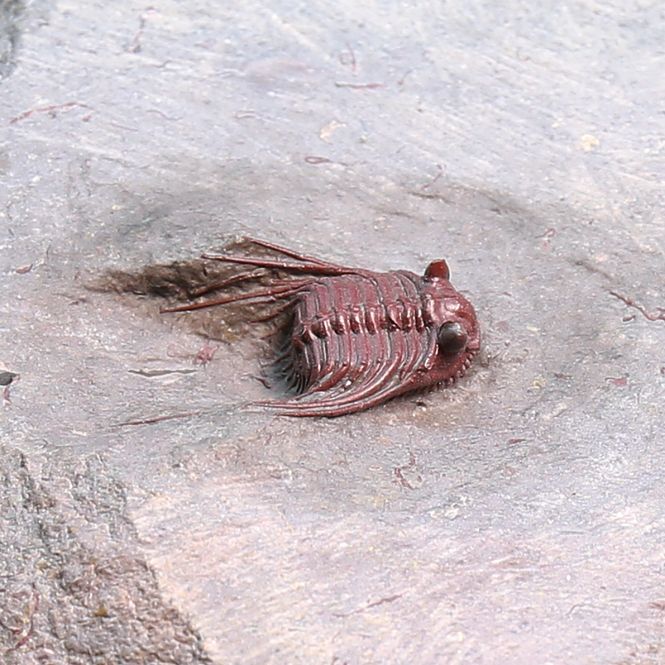 Main Image  Uncommon red colour Trilobite Kettneraspis from ...
