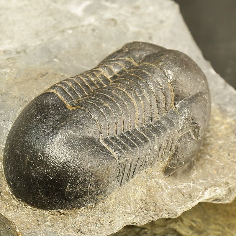 Sold! Illaenus sarsi Trilobite