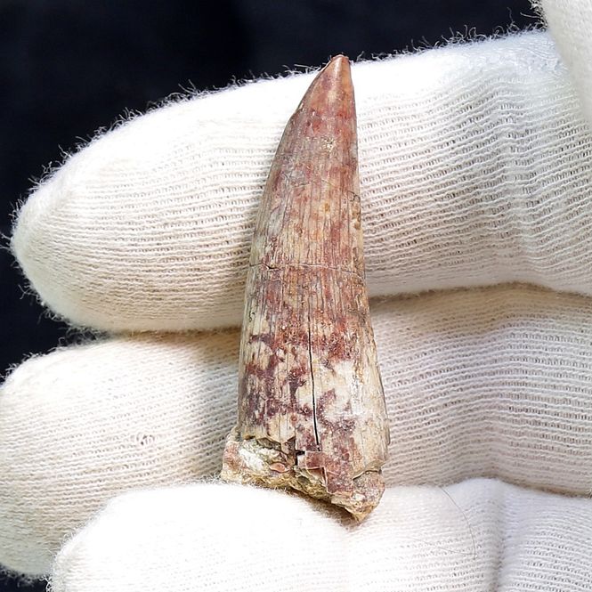 Main Image Suchomimus Tooth 
