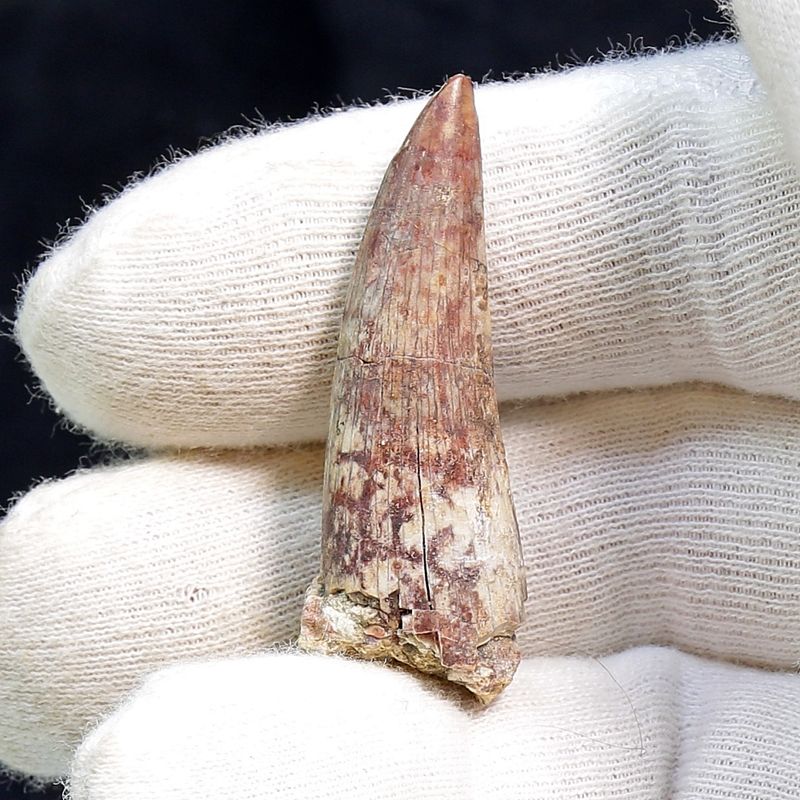 Suchomimus Tooth 