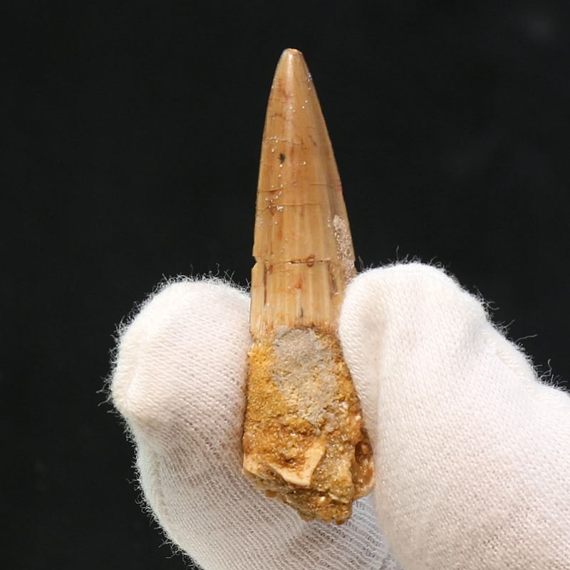 Dinosaur Teeth Spinosaurus Sp.
