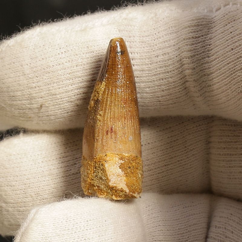 Dinosaur Teeth Spinosaurus Sp.