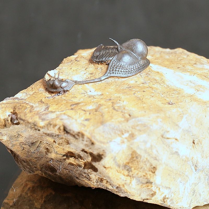 Onnia Trilobite – Ordovician Fossil with Spines, Morocco (3 cm)