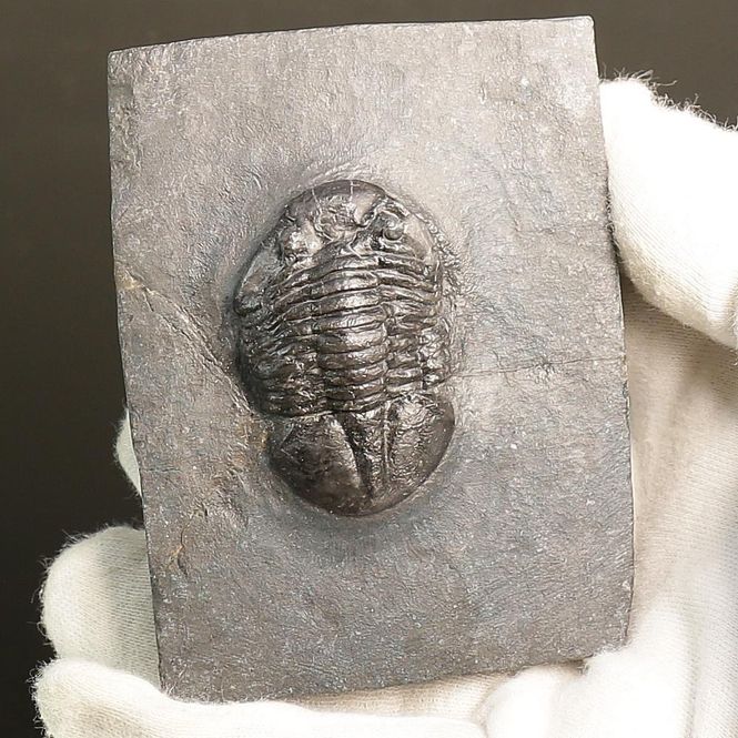Main Image Asaphus expansus Trilobite – Lower ...