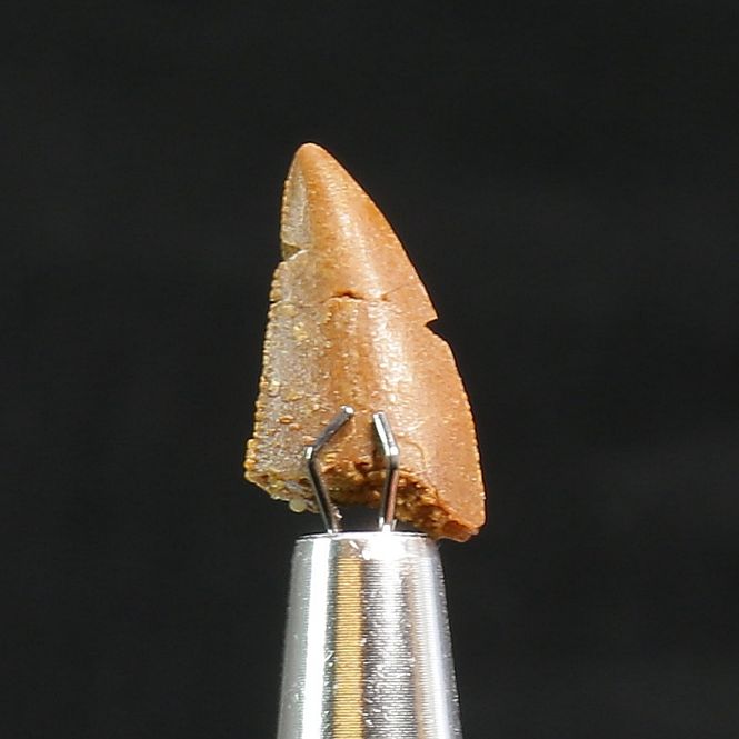 Main Image Abelisaurid Dinosaur Tooth 