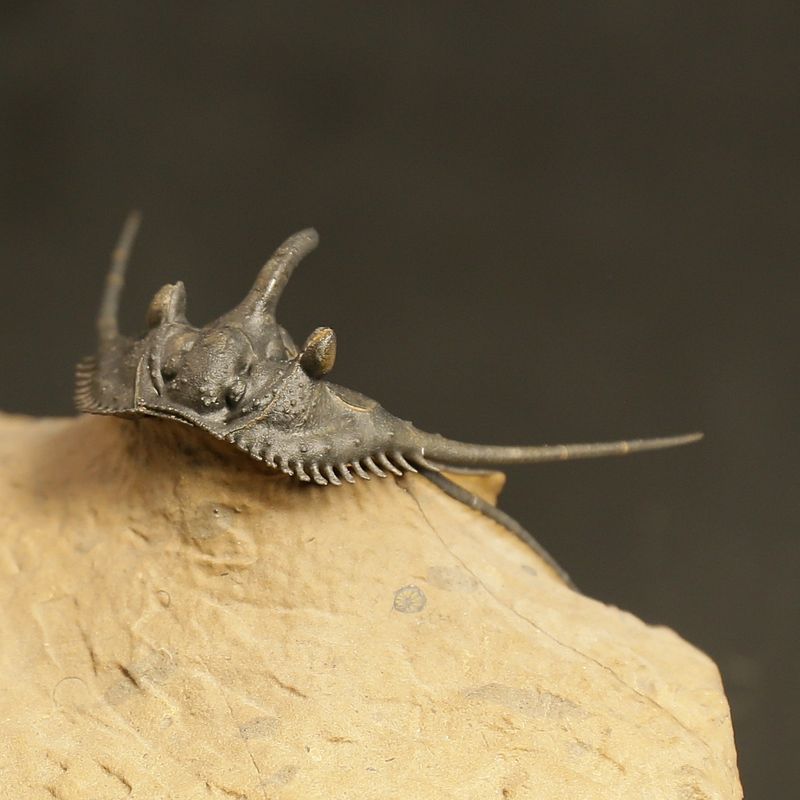 Kettneraspis prescheri Trilobite – Finely Prepared Devonian Fossil (4 cm)