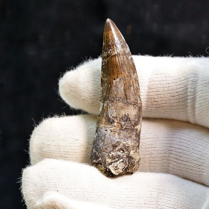 Main Image Suchomimus Tooth 