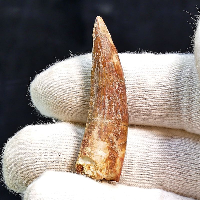 Suchomimus Tooth 