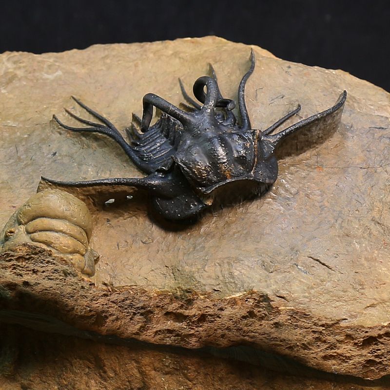 Dicranurus monstruosus Trilobite – Spectacular Spined Devonian Fossil