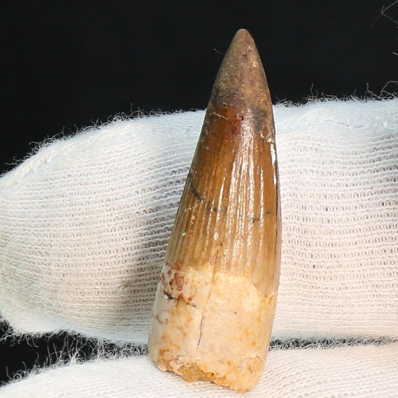 Dinosaur Teeth Spinosaurus Sp.