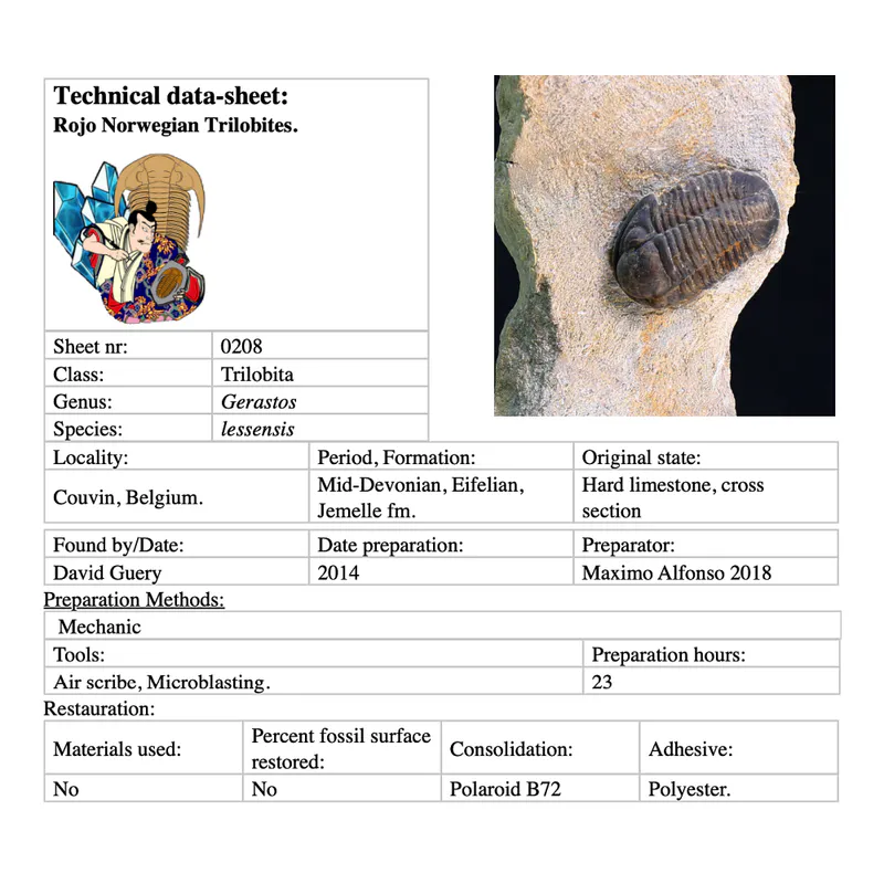 Belgian Trilobite Gerastos Lessensis from Couvin.
