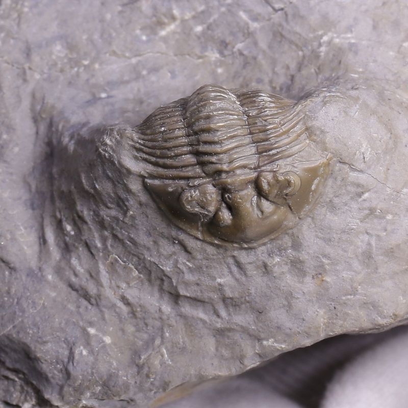  Double Scabriscutellum hammadi Trilobite – Lower Devonian, Morocco