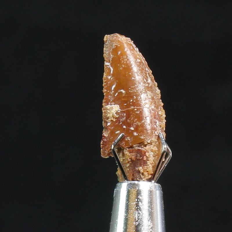 Abelisaurid Dinosaur Tooth 