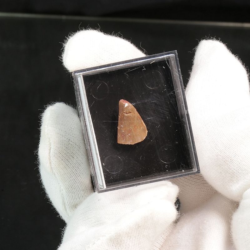 Abelisaurid Dinosaur Tooth 