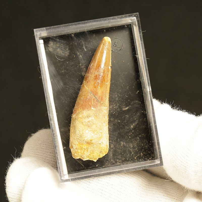 Dinosaur Teeth Spinosaurus Saharicus. 4 cm