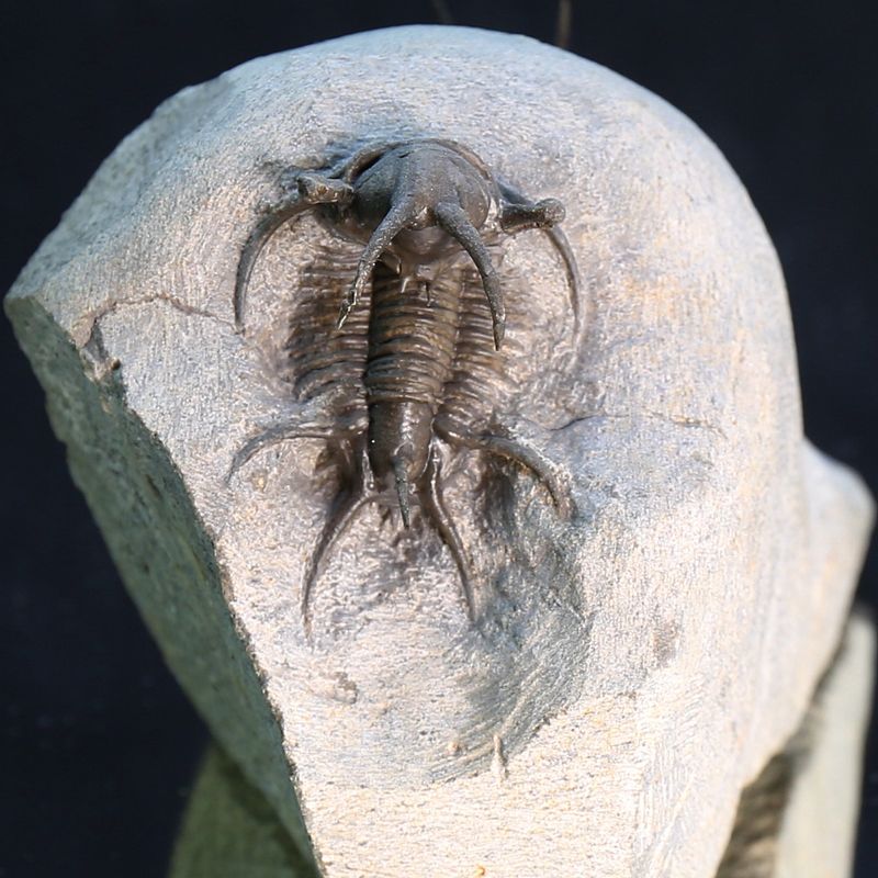 Ceratarges and Cyphaspis combo - Morocco.