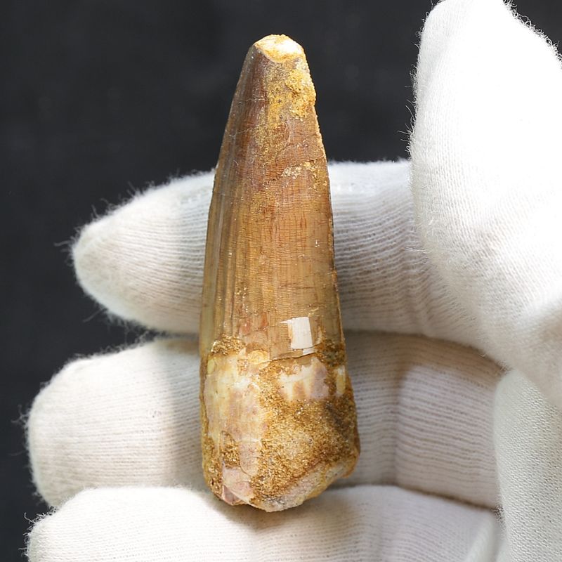 Dinosaur Teeth Spinosaurus Saharicus. 6,2 cm