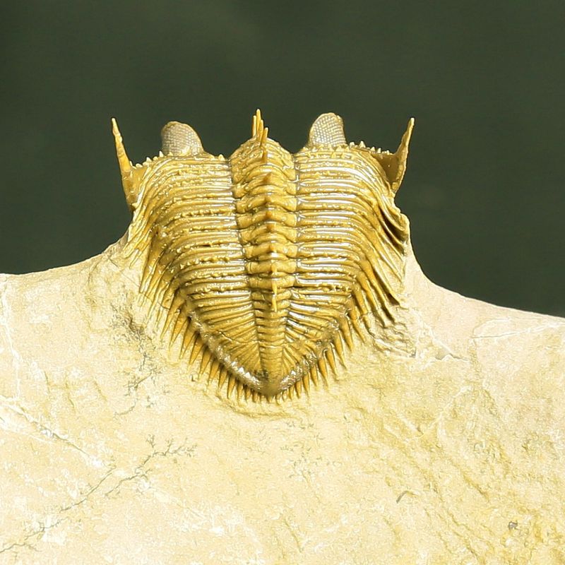 Erbenochile erbeni Trilobite – Tower-Eyed Devonian  (4 cm)