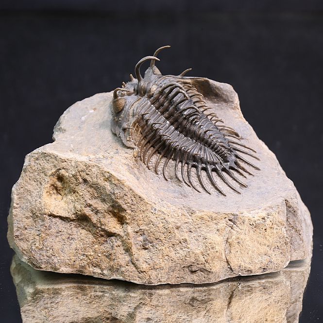 Main Image Spiny trilobite Comura from Morocco.