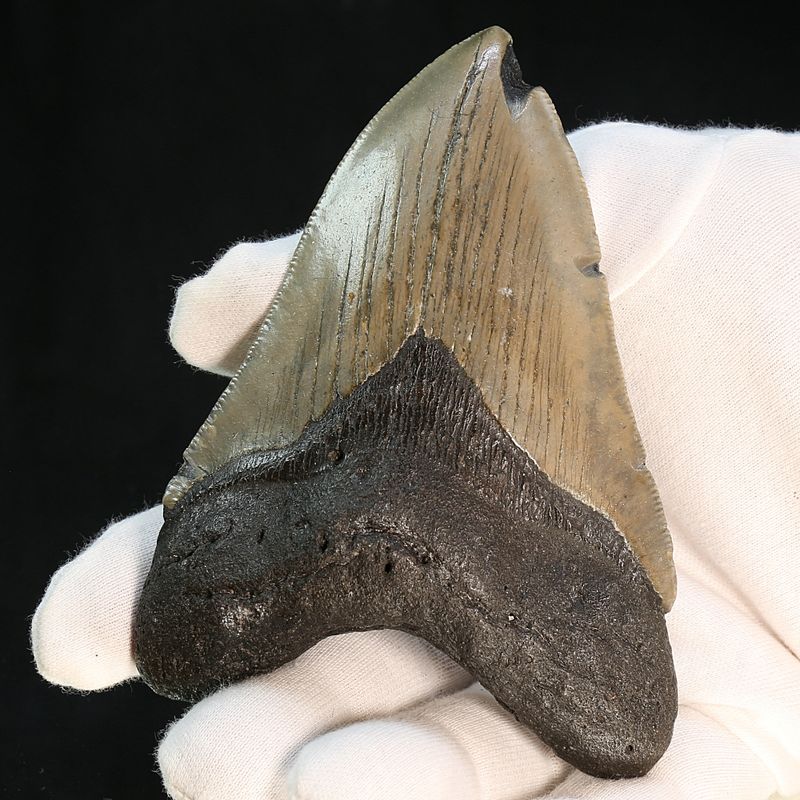 Authentic Megalodon Fossil Tooth