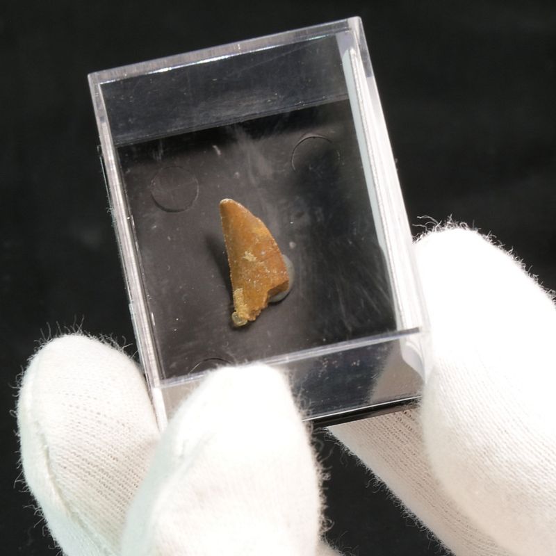 Abelisaurid Dinosaur Tooth 