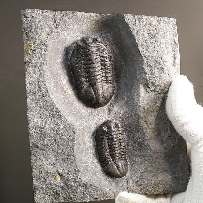 Main Image Sold! Double Asaphus expansus Trilobite Plate