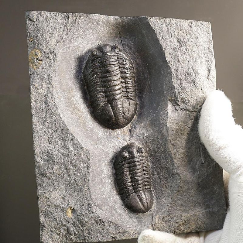 Double Asaphus expansus Trilobite Plate