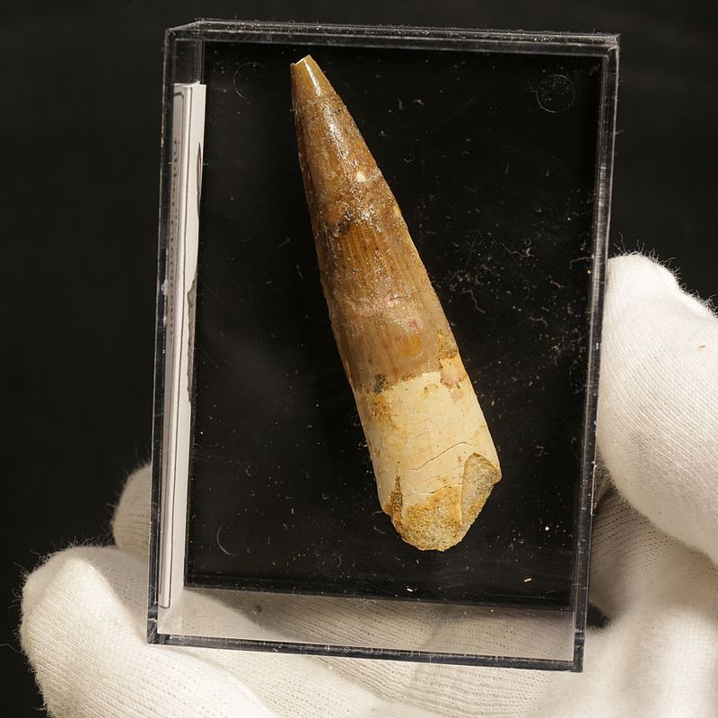 Dinosaur Teeth Spinosaurus Sp.