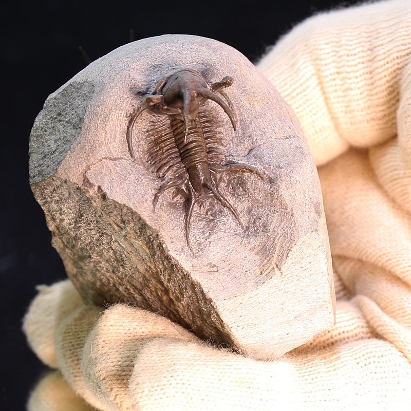 Ceratarges and Cyphaspis combo - Morocco.