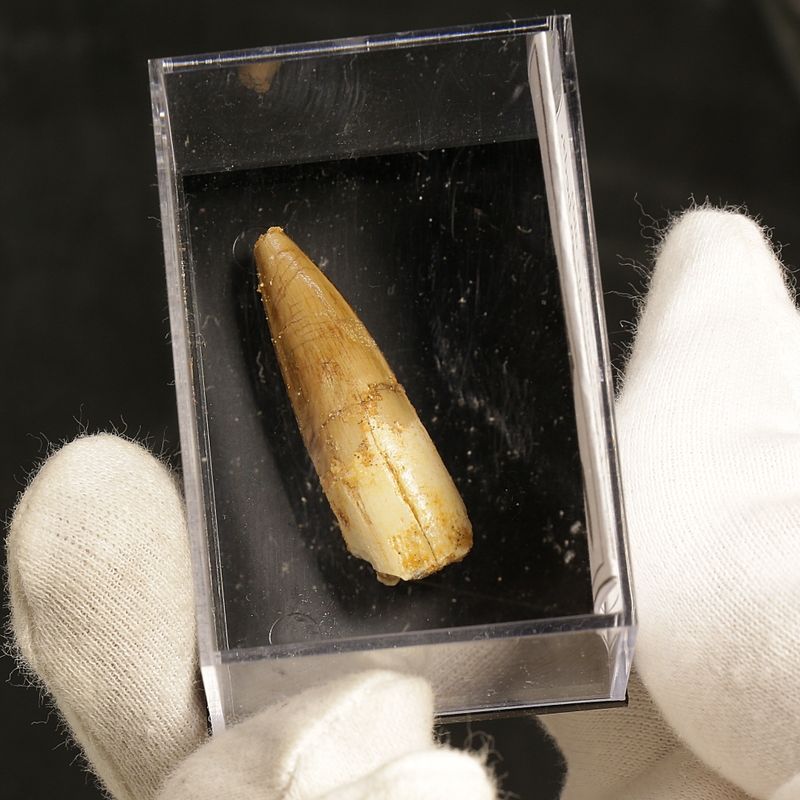 Dinosaur Teeth Spinosaurus Sp.