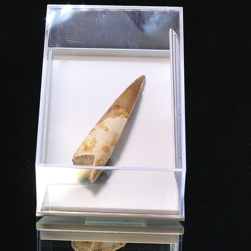 Dinosaur Teeth Spinosaurus Sp.