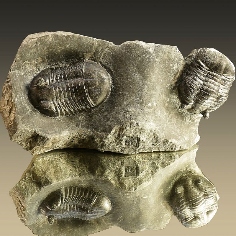Double Asaphus sarsi Trilobite Plate, Rare Norwegian Ordovician Fossils