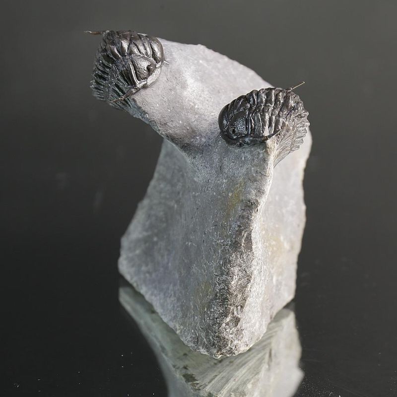 Double Crotalocephalus aff. africanus Trilobite Association 