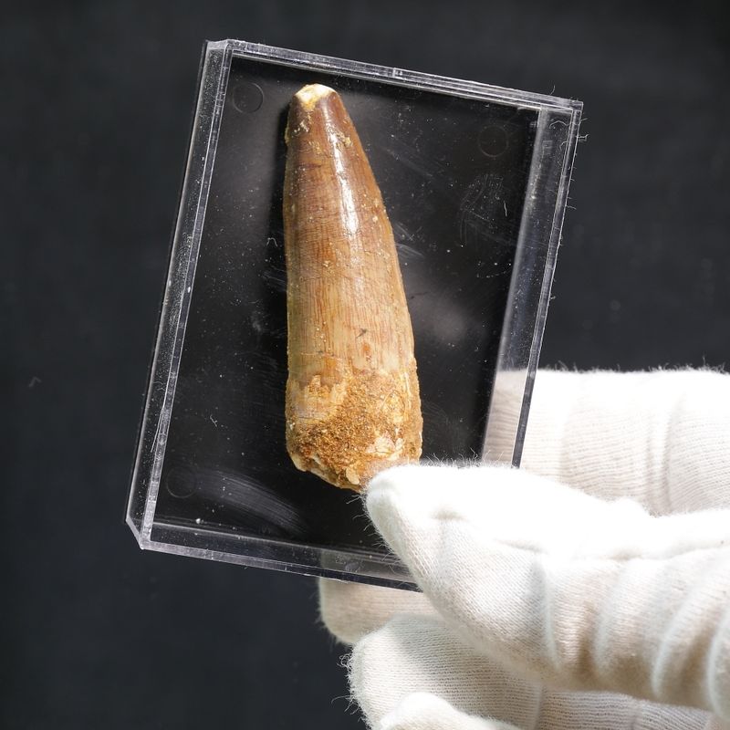 Dinosaur Teeth Spinosaurus Saharicus. 6,2 cm