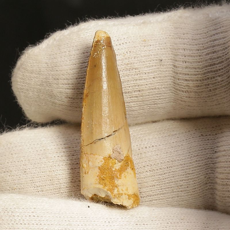 Dinosaur Teeth Spinosaurus Sp.