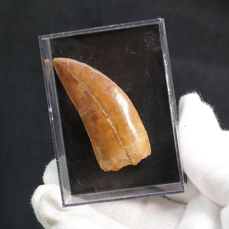 Carcharodontosaurus Tooth  (6 cm)