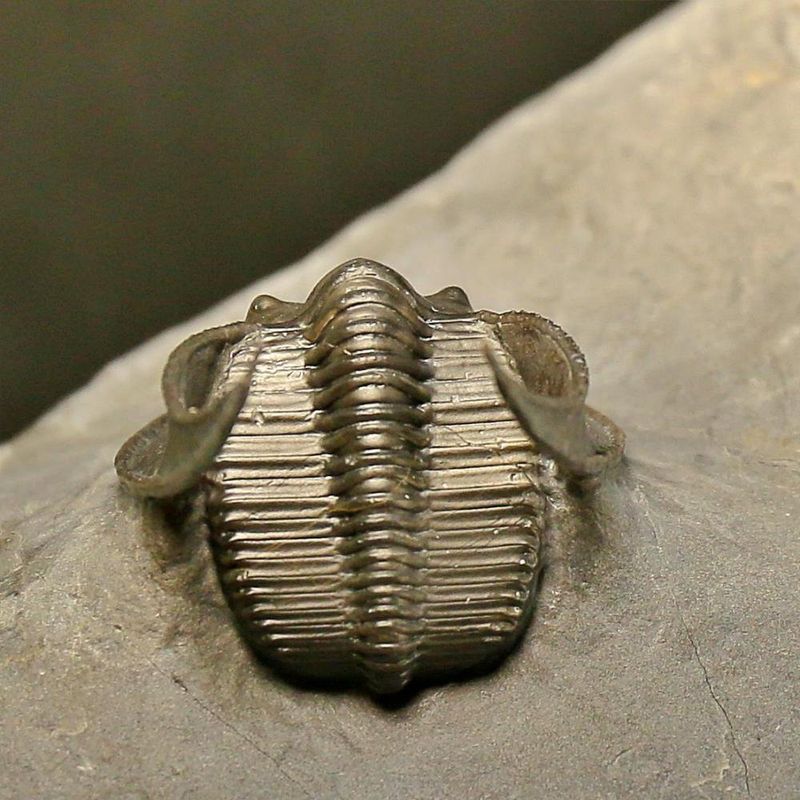 Harpes Trilobite – Finely Prepared Devonian Fossil from Jbel Oudriss (4 cm)