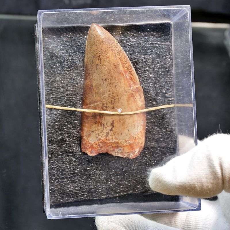 Carcharodontosaurus Tooth  (8,5 cm)