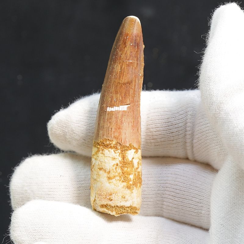 Dinosaur Teeth Spinosaurus Saharicus. 6,5 cm