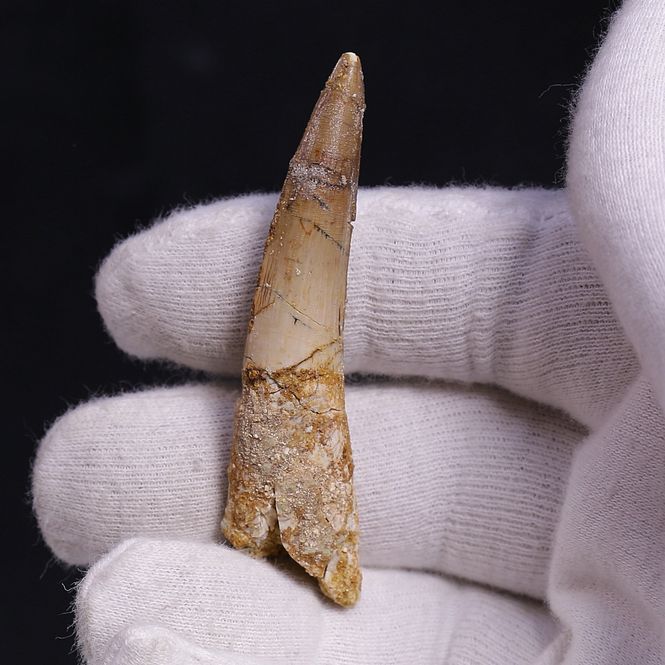 Main Image Dinosaur Teeth Spinosaurus Saharicus. 6,5 cm