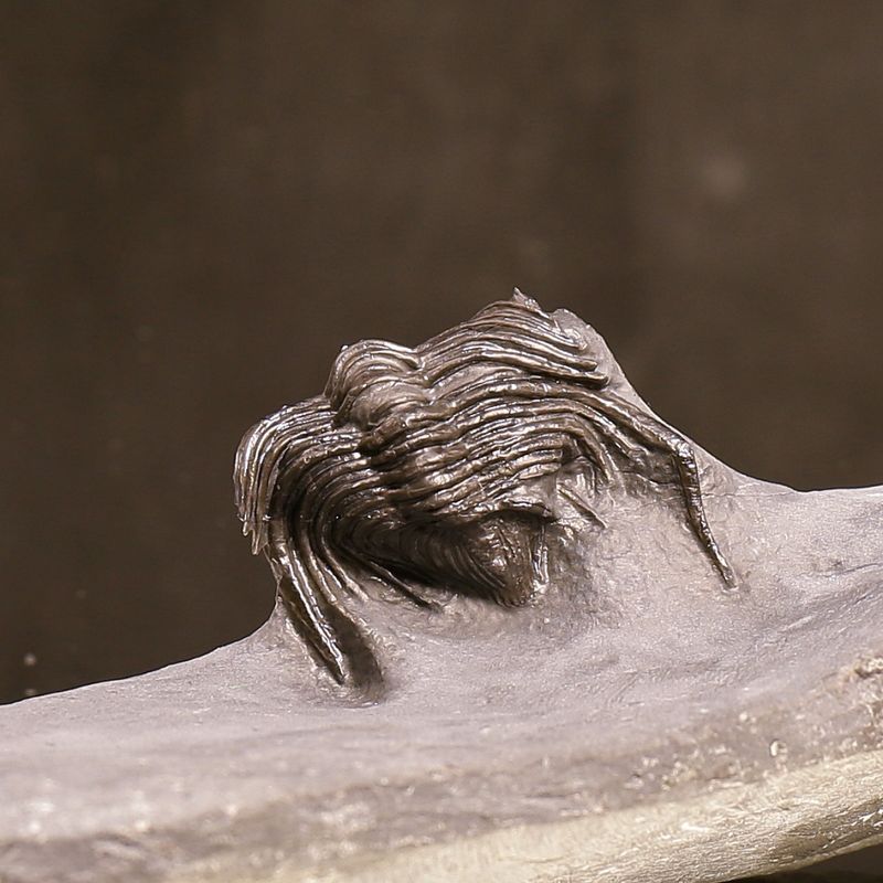 Cybele bellatula Trilobite – uncommon species from Norway.
