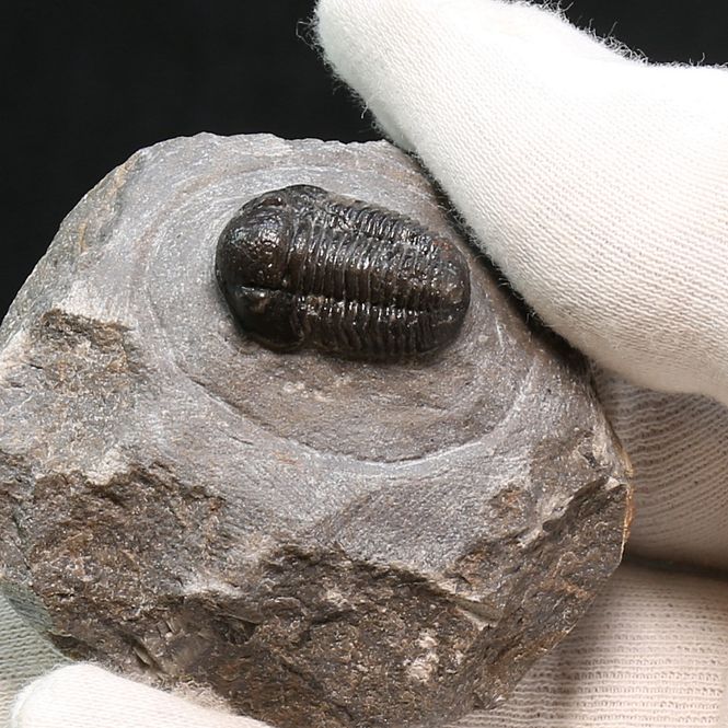 Main Image  Trilobite Gerastos granulosus